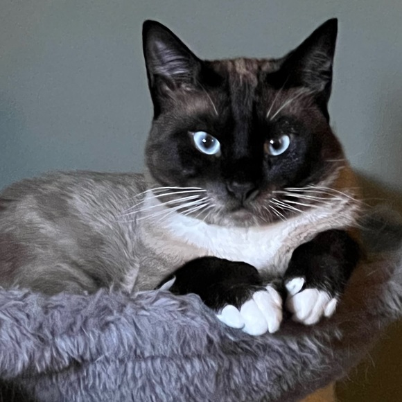 Kitty Kisses from Koda - Picture 5 of 8